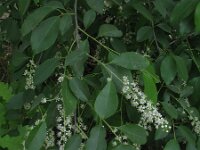 Prunus serotina 6, Amerikaanse vogelkers, Saxifraga-Rutger Barendse