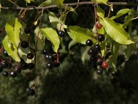Prunus serotina 7, Amerikaanse vogelkers, Saxifraga-Jan van der Straaten