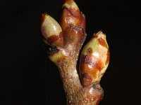 Prunus serotina 8, Amerikaanse vogelkers, Saxifraga-Rutger Barendse