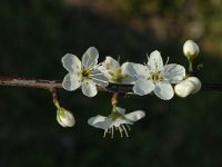 Prunus spinosa 1, Sleedoorn, Saxifraga-Jan van der Straaten