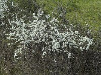 Prunus spinosa 13, Sleedoorn, Saxifraga-Jan van der Straaten