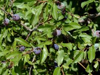 Prunus spinosa 17, Sleedoorn, Saxifraga-Marijke Verhagen