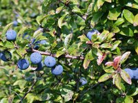 Prunus spinosa 19, Sleedoorn, Saxifraga-Frits Bink