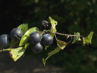 Prunus spinosa 20, Sleedoorn, Saxifraga-Jan van der Straaten