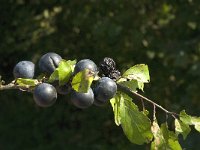 Prunus spinosa 21, Sleedoorn, Saxifraga-Jan van der Straaten