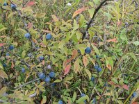 Prunus spinosa 22, Sleedoorn, Saxifraga-Jasenka Topic