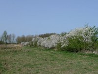 Prunus spinosa 28, Sleedoorn, Saxifraga-Mark Zekhuis