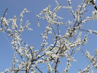 Prunus spinosa 31, Sleedoorn, Saxifraga-Mark Zekhuis