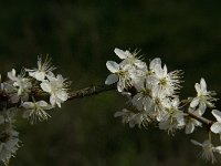 Prunus spinosa 34, Sleedoorn, Saxifraga-Jan van der Straaten