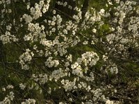 Prunus spinosa 38, Sleedoorn, Saxifraga-Jan van der Straaten