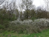 Prunus spinosa 42, Sleedoorn, Saxifraga-Hans Boll