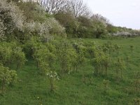 Prunus spinosa 51, Sleedoorn, Saxifraga-Hans Boll