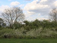 Prunus spinosa 52, Sleedoorn, Saxifraga-Hans Boll