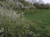 Prunus spinosa 54, Sleedoorn, Saxifraga-Hans Boll