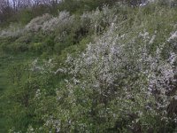 Prunus spinosa 55, Sleedoorn, Saxifraga-Hans Boll