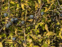 Prunus spinosa 60, Sleedoorn, Saxifraga-Jan van der Straaten