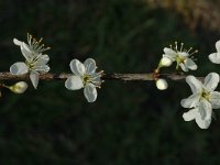 Prunus spinosa 9, Sleedoorn, Saxifraga-Jan van der Straaten