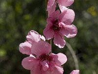 Prunus webbii 2, Saxifraga-Willem van Kruijsbergen