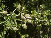 Prunus webbii 4, Saxifraga-Jan van der Straaten