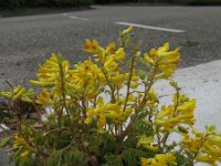 Pseudofumaria lutea 1, Gele helmbloem, Saxifraga-Rutger Barendse