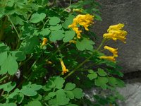 Pseudofumaria lutea 10, Gele helmbloem, Saxifraga-Ed Stikvoort