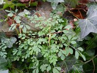 Pseudofumaria lutea 11, Gele helmbloem, Saxifraga-Rutger Barendse