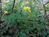 Pseudofumaria lutea 12, Gele helmbloem, Saxifraga-Rutger Barendse