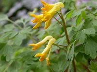 Pseudofumaria lutea 3, Gele helmbloem, Saxifraga-Peter Meininger