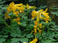 Pseudofumaria lutea 4, Gele helmbloem, Saxifraga-Ed Stikvoort