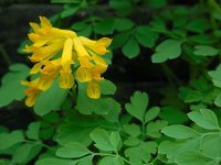 Pseudofumaria lutea 7, Gele helmbloem, Saxifraga-Ed Stikvoort