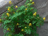 Pseudofumaria lutea 9, Gele helmbloem, Saxifraga-Ed Stikvoort