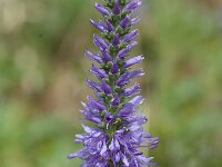 Pseudolysimachion spicatum 2, Saxifraga-Jan van der Straaten