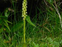 Pseudorchis albida 10, Witte muggenorchis, Saxifraga-Ed Stikvoort