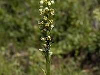 Pseudorchis albida 2, Witte muggenorchis, Saxifraga-Willem van Kruijsbergen