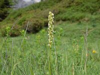Pseudorchis albida 21, Witte muggenorchis, Saxifraga-Simone van Velzen