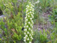 Pseudorchis albida 22, Witte muggenorchis, Saxifraga-Rutger Barendse