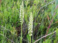 Pseudorchis albida 23, Witte muggenorchis, Saxifraga-Rutger Barendse