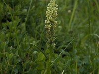Pseudorchis albida 3, Witte muggenorchis, Saxifraga-Willem van Kruijsbergen