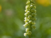 Pseudorchis albida 30, Witte muggenorchis, Saxifraga-Luuk Vermeer