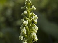 Pseudorchis albida 6, Witte muggenorchis, Saxifraga-Jan van der Straaten