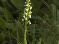 Pseudorchis albida 7, Witte muggenorchis, Saxifraga-Jan van der Straaten
