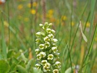 Pseudorchis albida 8, Witte muggenorchis, Saxifraga-Jeroen Willemsen