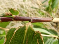 Pseudosasa japonica 2, Japanse bamboe, Saxifraga-Rutger Barendse