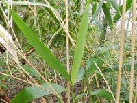 Pseudosasa japonica 3, Japanse bamboe, Saxifraga-Rutger Barendse