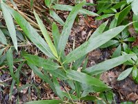 Pseudosasa japonica 4, Japanse bamboe, Saxifraga-Rutger Barendse