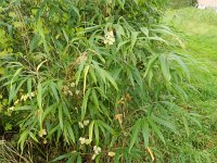 Pseudosasa japonica 5, Japanse bamboe, Saxifraga-Rutger Barendse
