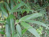 Pseudosasa japonica 6, Japanse bamboe, Saxifraga-Rutger Barendse