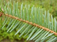 Pseudotsuga menziesii 7, Douglasspar, Saxifraga-Peter Meininger