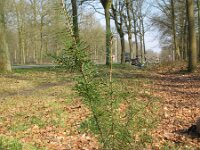 Pseudotsuga menziesii 8, Douglasspar, Saxifraga-Rutger Barendse