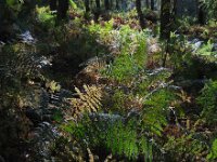 Pteridium aquilinum 29, Adelaarsvaren, Saxifraga-Ed Stikvoort